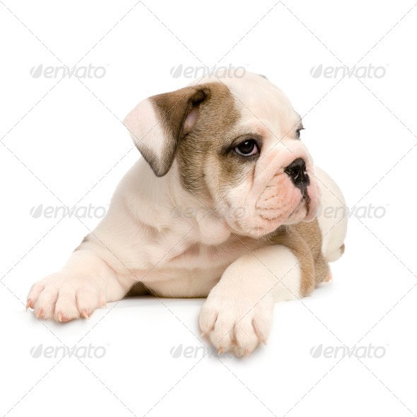 English Bully English Bully