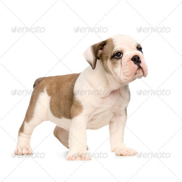 Puppy Bully Puppy Bully