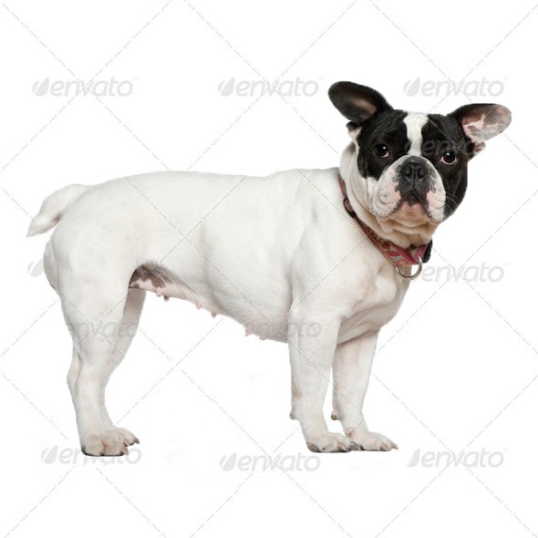 French Bully French Bully